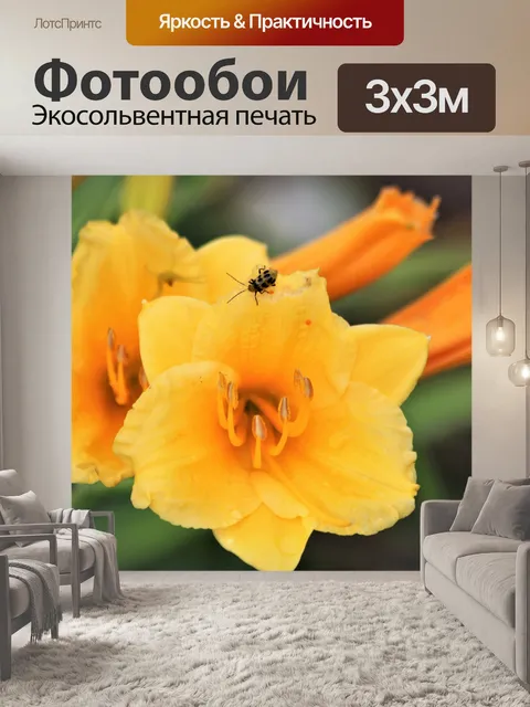 Фотообои Стелла де Оро и жук