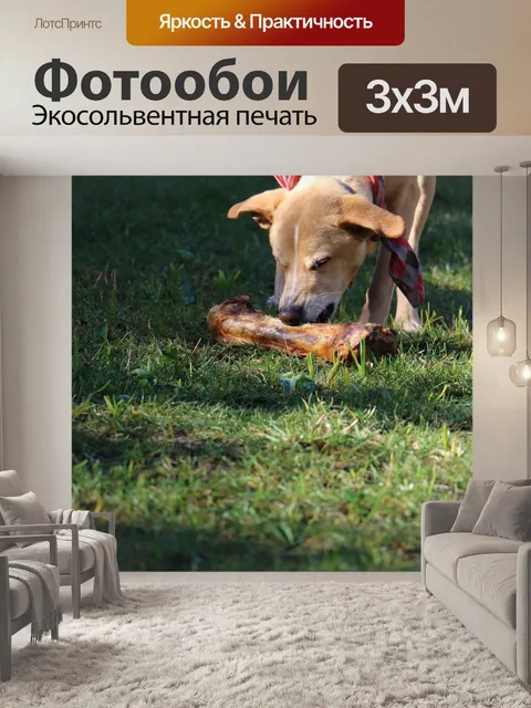 Фотообои Собака