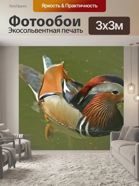 Фотообои Утка