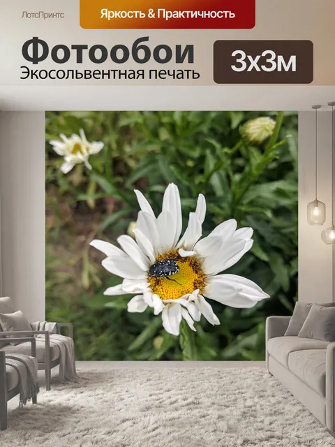 Фотообои Ромашка