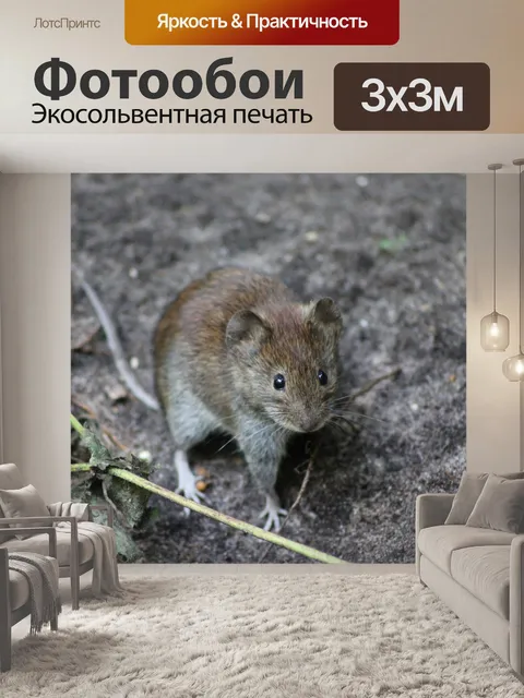 Фотообои Лесной мыши Передняя Закрыть