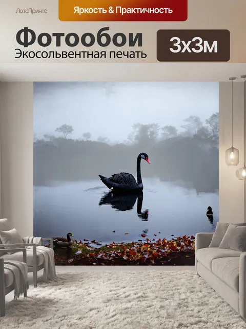Фотообои в густом тумане раннего утра черный лебедь величаво парит над тихими водами озера, словно дух