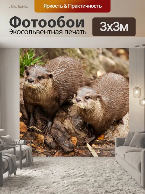 Фотообои Выдры