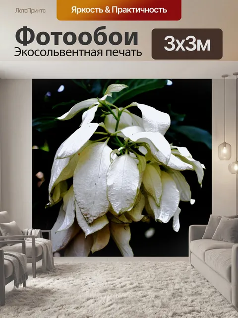 Фотообои White