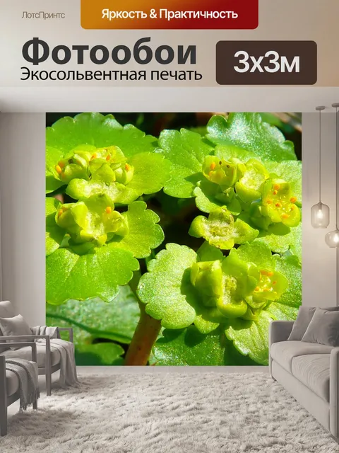 Фотообои Семейство молочая