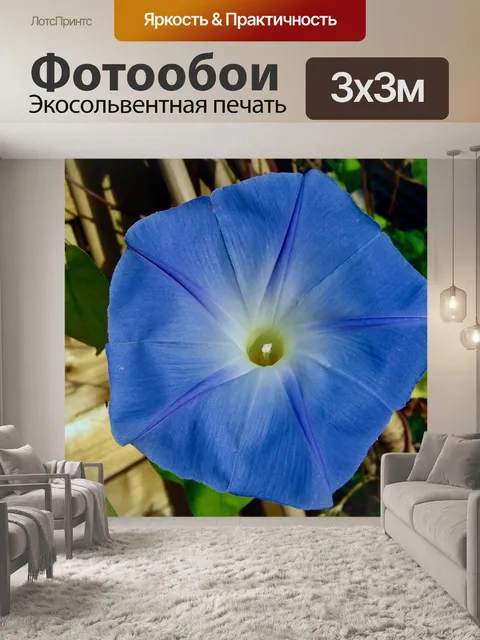 Фотообои Вьюнка поднимаясь синий
