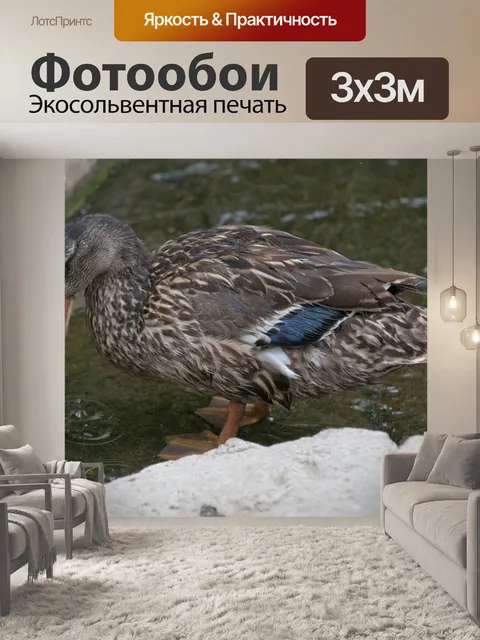 Фотообои Малдарская утка