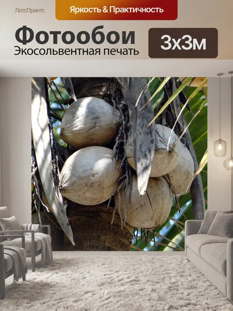 Фотообои Кокосы