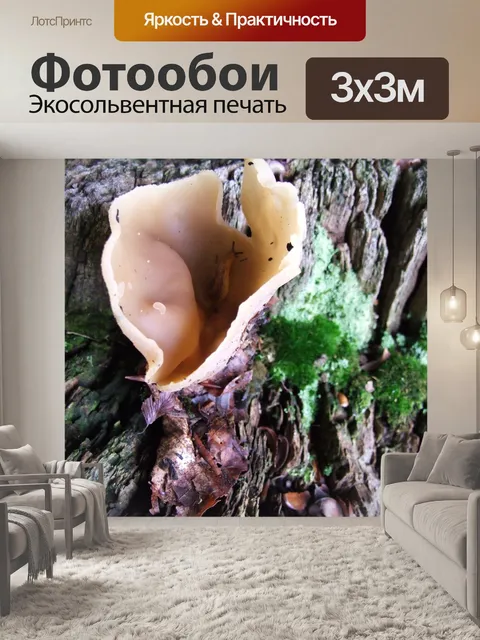 Фотообои Жилистый чашкой грибов