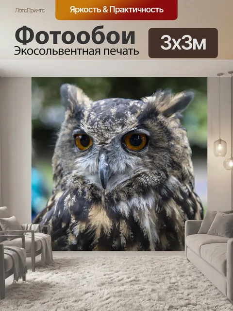 Фотообои Птица - Сова