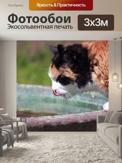 Фотообои Кот