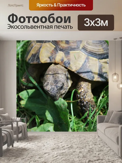 Фотообои Черепаха