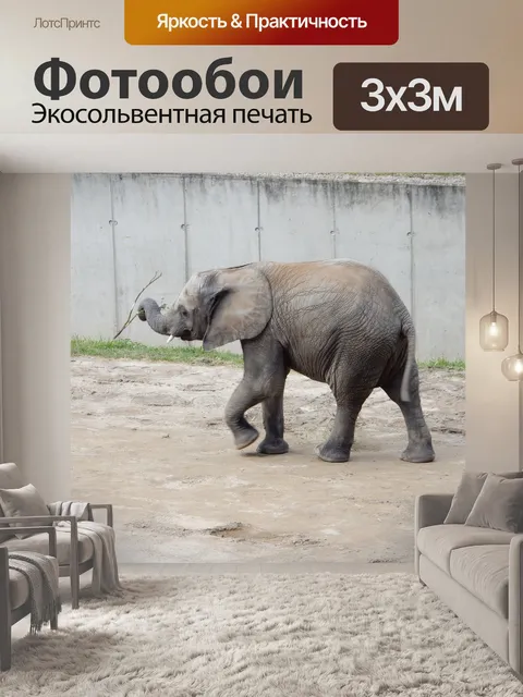 Фотообои Слон