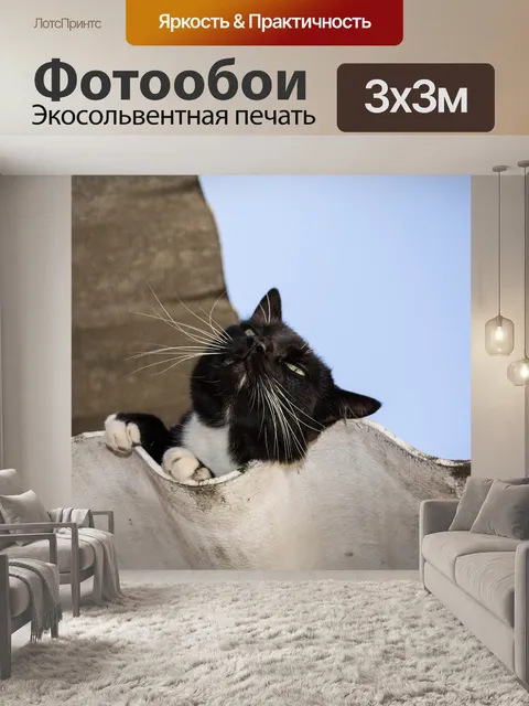 Фотообои Черный кот