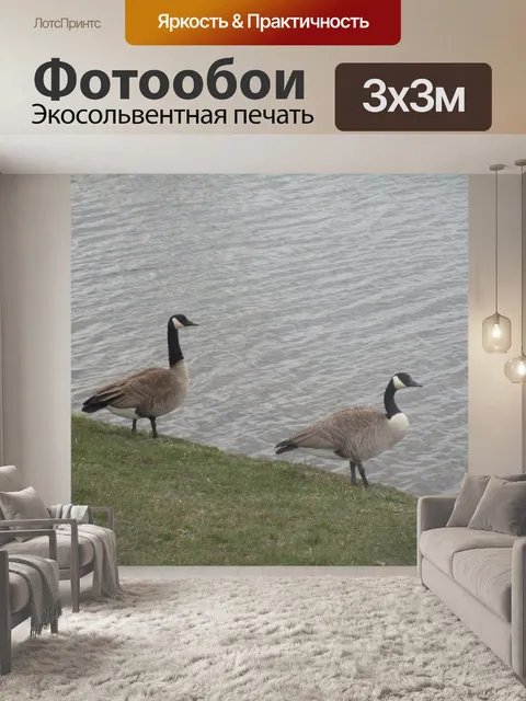 Фотообои Два гуся смотрят в землю