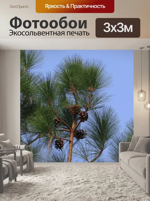 Фотообои Гималайская синяя сосна