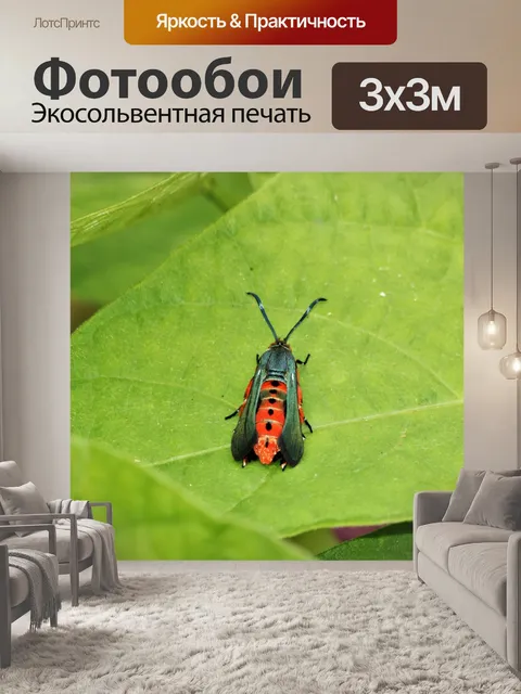Фотообои Красный и черный мотылек