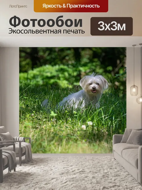Фотообои Собака