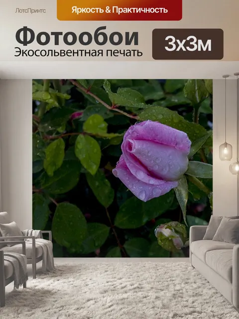 Фотообои Розовая роза, мокрая от дождя