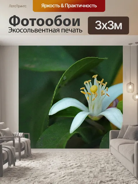 Фотообои лимонное дерево