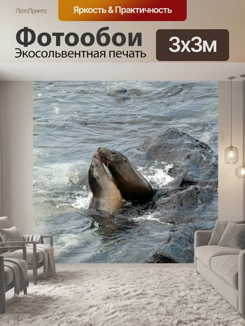 Фотообои Морские львы
