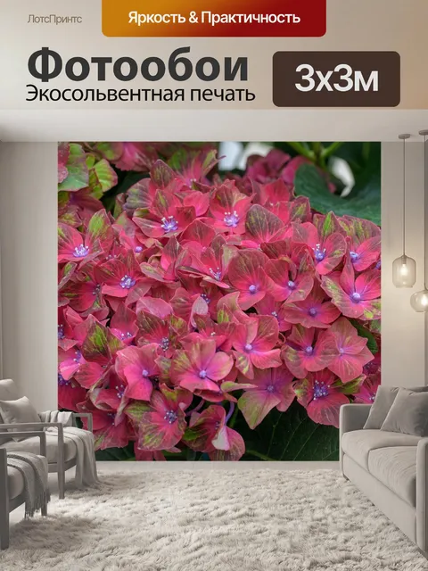 Фотообои Гортензия