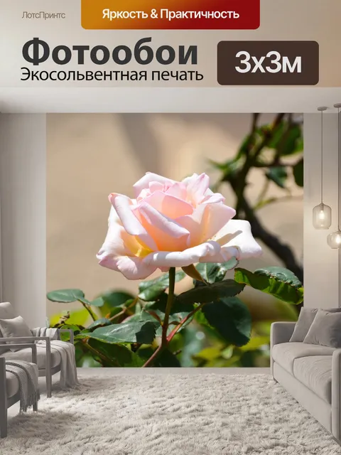 Фотообои Белая роза
