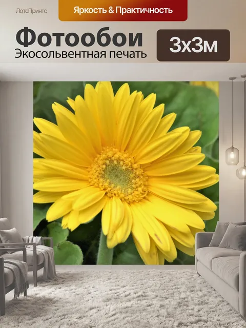 Фотообои Желтый Гербер Дейзи крупным планом