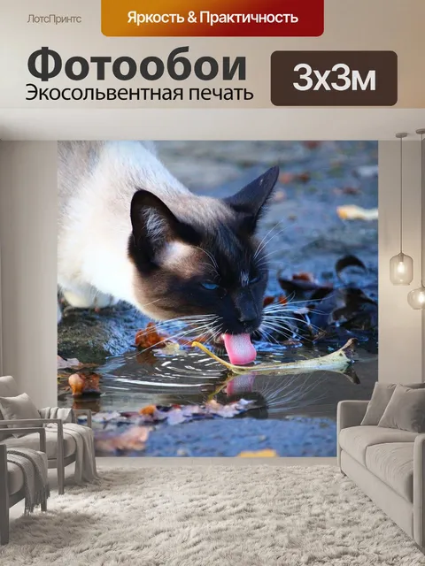 Фотообои Кот