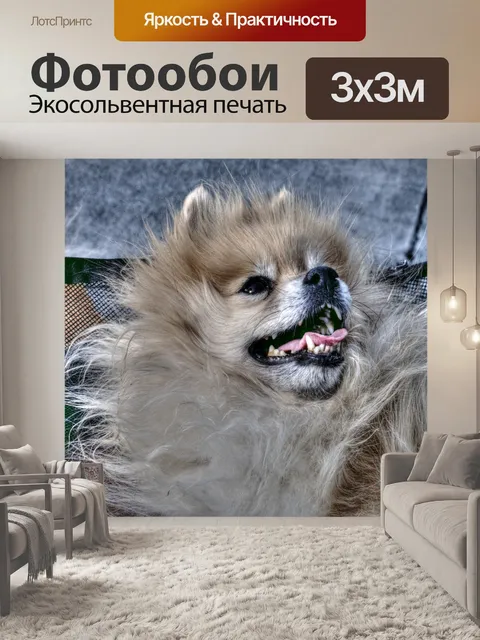 Фотообои Имбирь Померанская собака