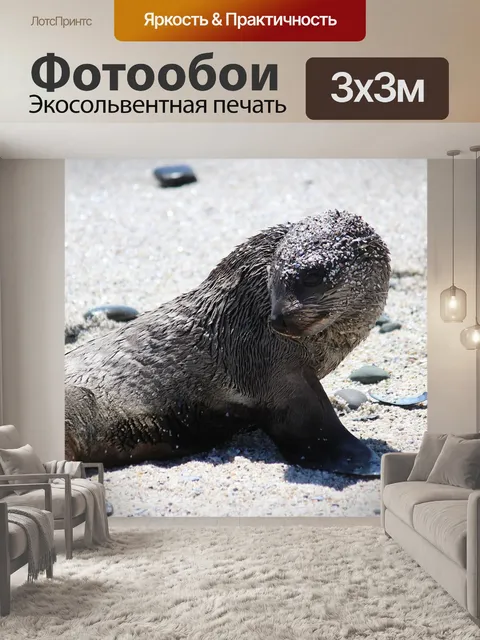 Фотообои Тюлень