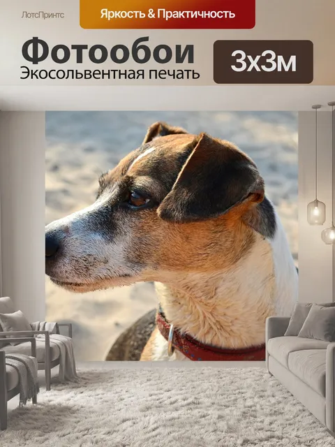 Фотообои Собака