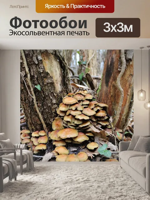 Фотообои Грибы