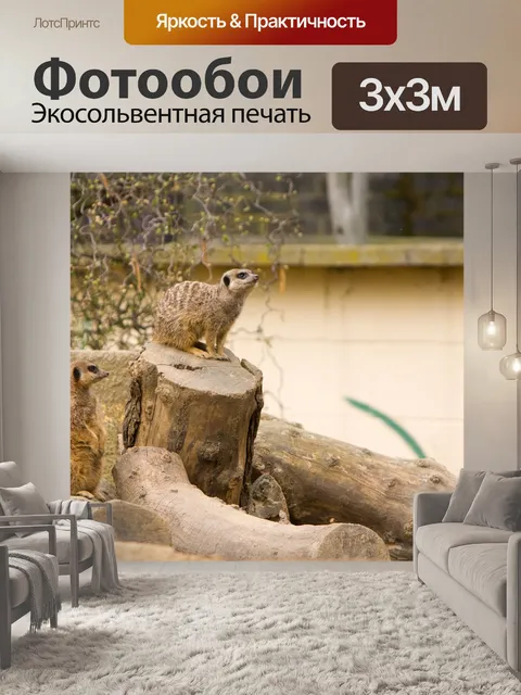 Фотообои Сурикаты