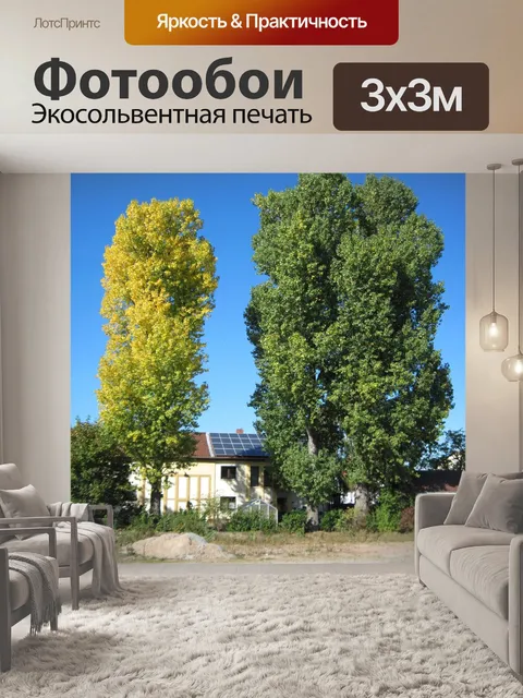 Фотообои Тополя
