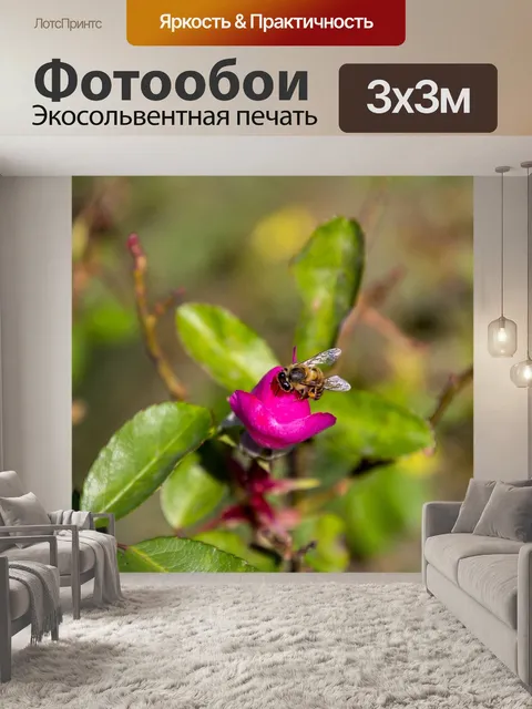 Фотообои Роза