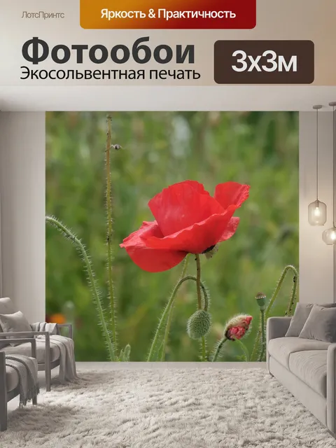 Фотообои Мак, дикий цветок