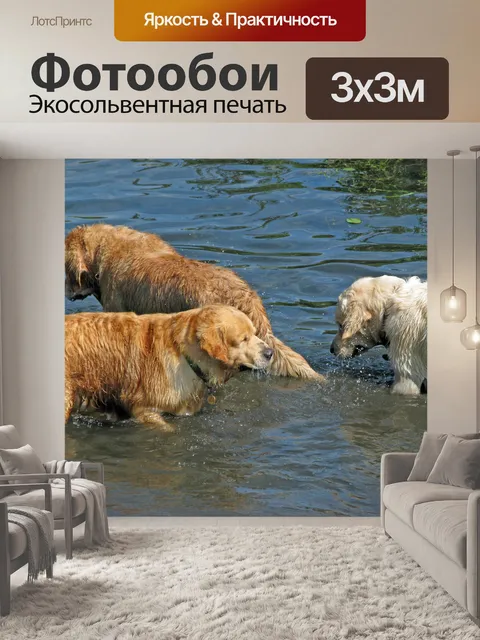 Фотообои Золотой ретривер собаки