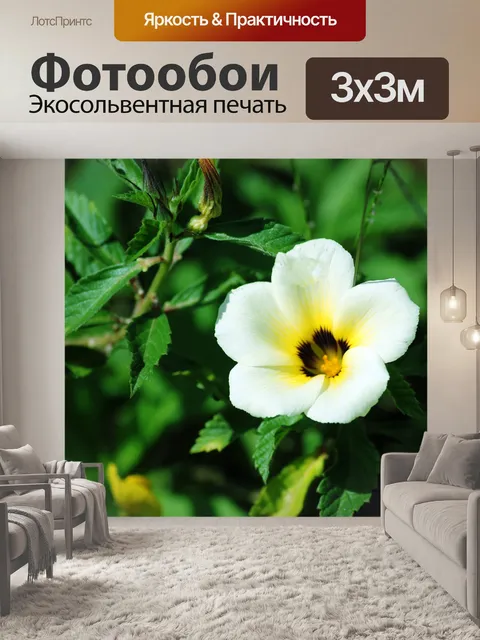 Фотообои одного фоне цветок