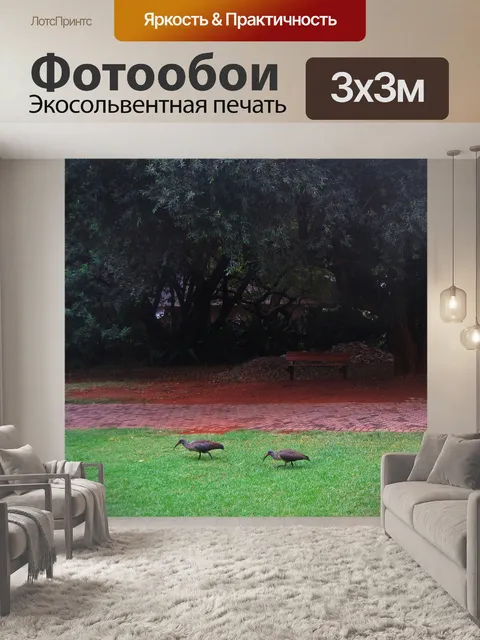 Фотообои африканский ибис нагула на лужайке