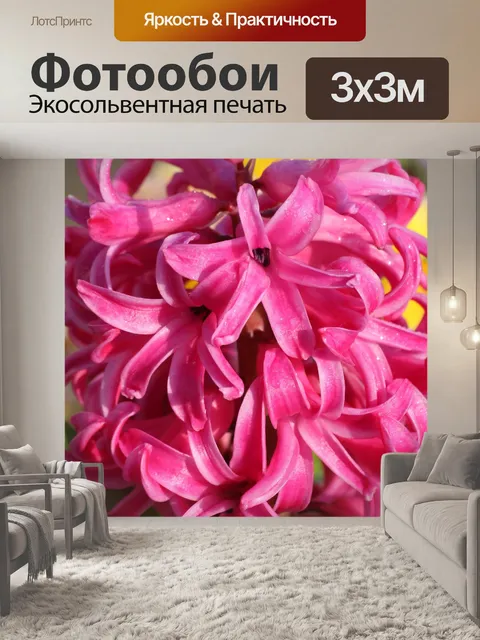Фотообои Розовый гиацинт и роса крупным планом