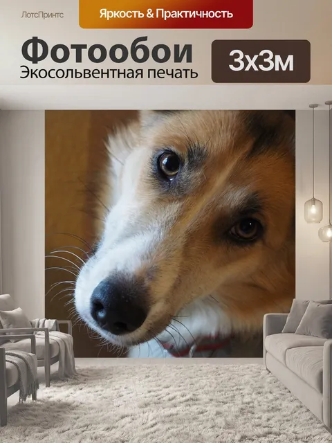 Фотообои Собака смотреть