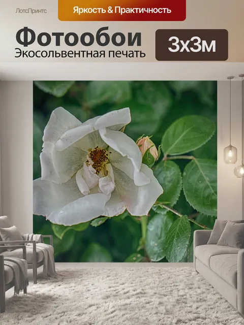 Фотообои Дикая роза
