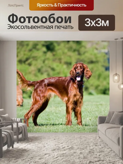 Фотообои Собака