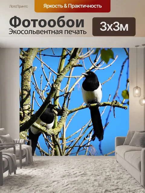 Фотообои Сорока