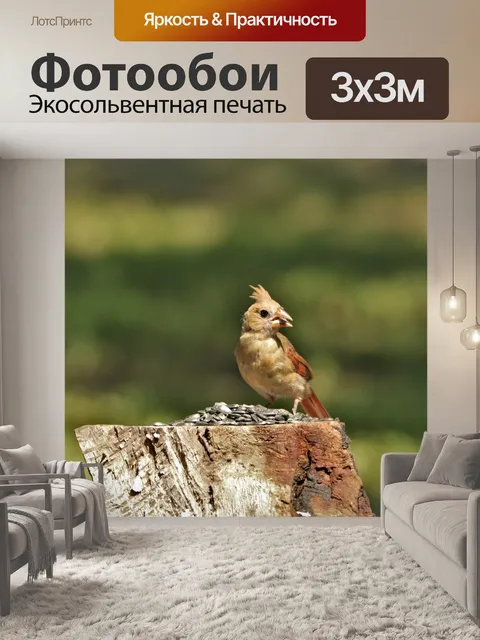 Фотообои Самка кардинала птицы ест семена