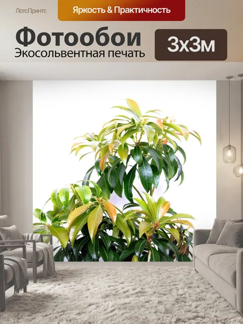 Фотообои Зеленые растения