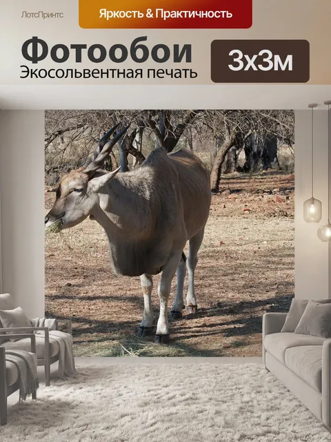 Фотообои Общий эланд
