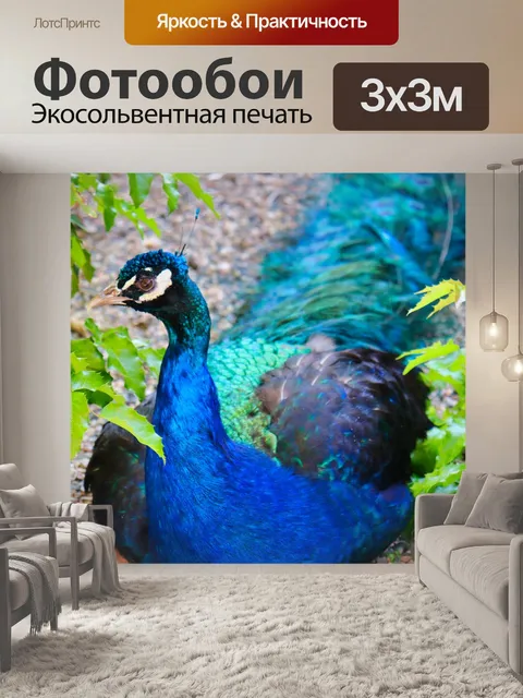 Фотообои Павлин