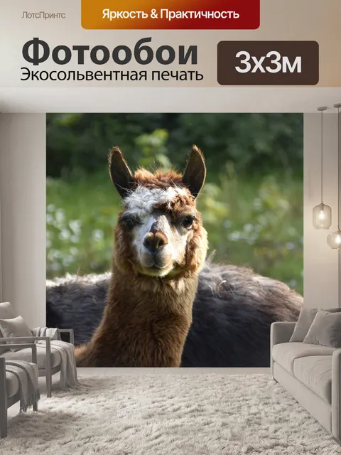 Фотообои Альпака
